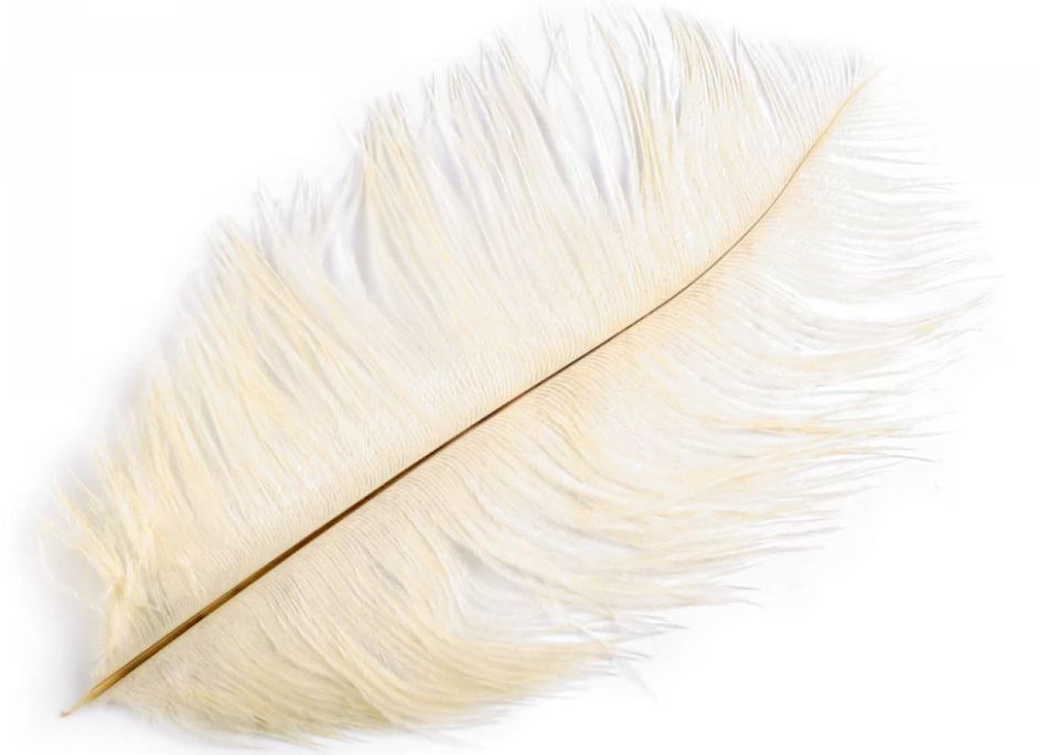 Ostrich Feather/1pcs/ 20-25cm