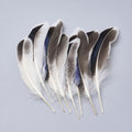 10pcs/Feather Costume Accessories, Dyed/ 115~160x20~35mm